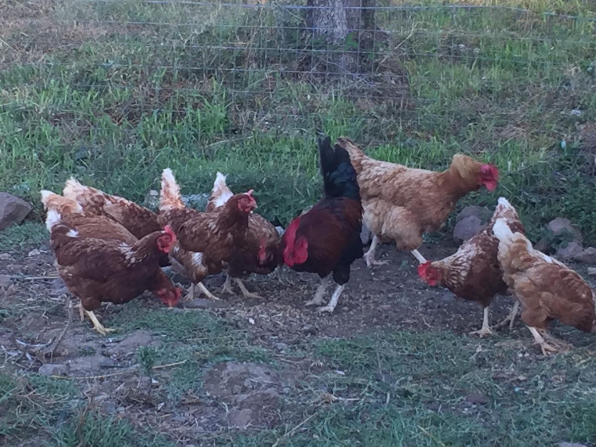 Su Meurreddu Séjour à la ferme Tratalias