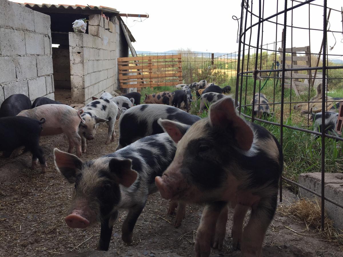 Su Meurreddu Séjour à la ferme *